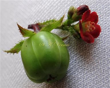  Female and Male Flowers (Sepal margin stipitate-glandular)
